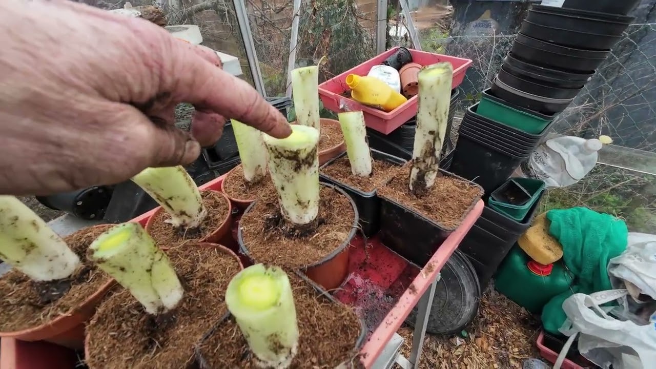 Субботнее выжигание для повторного посева лука-порея, краткий осмотр