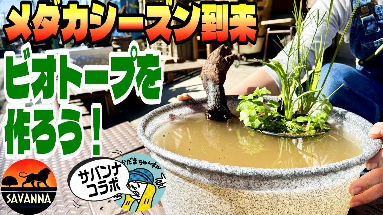【メダカ】めだかシーズンややってくる！ビオトープでメダカを飼ってみませんか？（簡単に作れるビオトープの作成方法！イベントやります！）