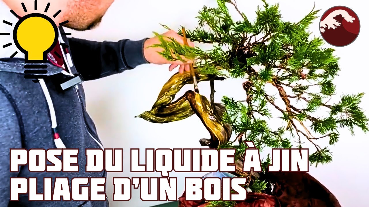 Application du liquide à Jin avec Explications et Pliage d'un bois dur. 🌱 NEJIKAN BONSAI 🌱
