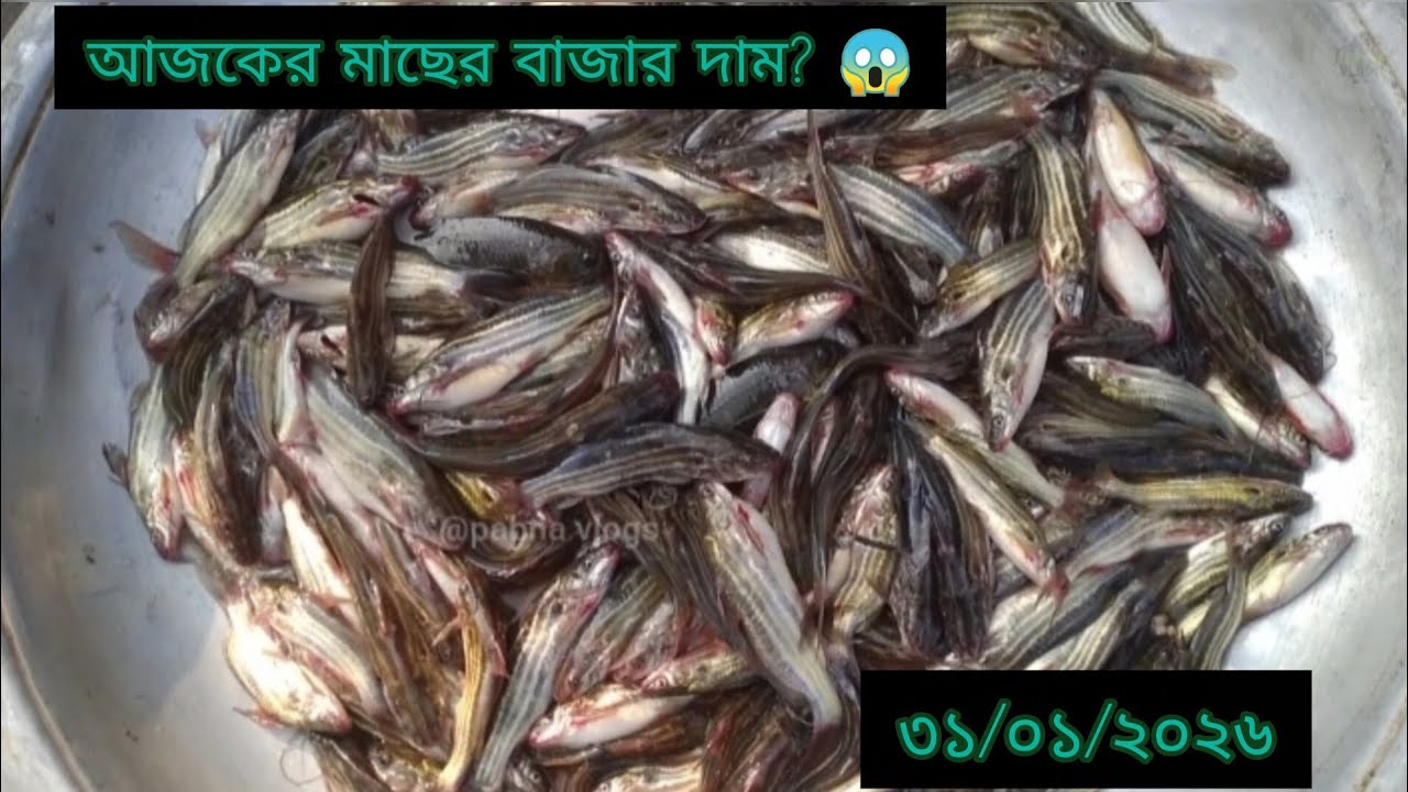আজকের মাছের বাজার দাম! 😱 31/01/2026 Pabna vlogs||new video Local fish market pabna