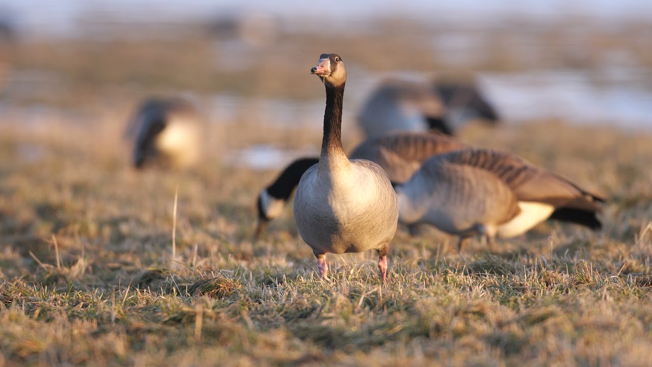 Greylag x Canada Goose Hybrid