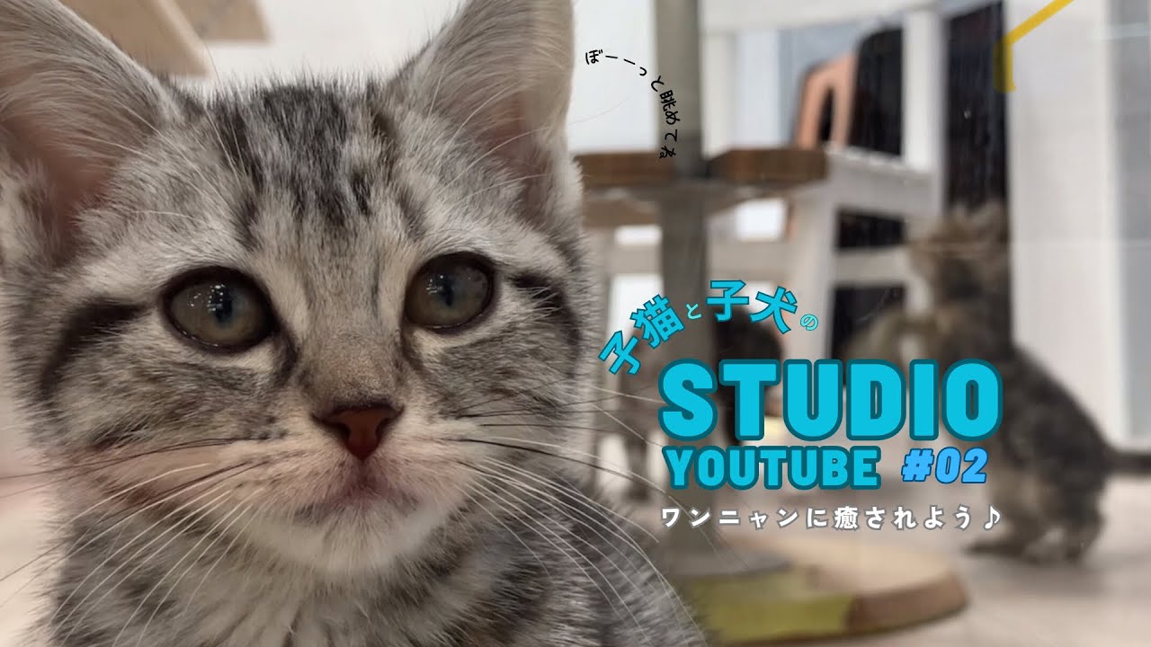【超元気】ぴょんぴょん身軽なアメショスコチームをご覧ください