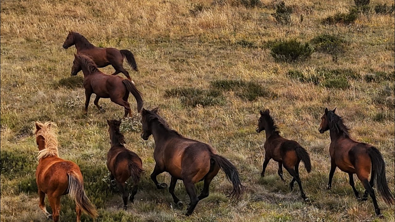 Brumbies in the Snowy Mountains #Horses #kosciuszko #Australia #🐎