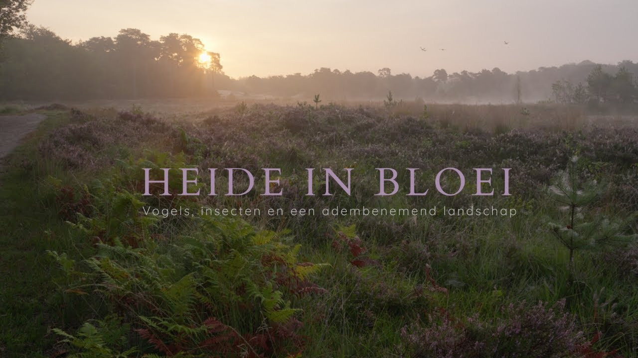 Heide in bloei - Vogels, insecten en een adembenemend landschap | Natuurfilm Nederland