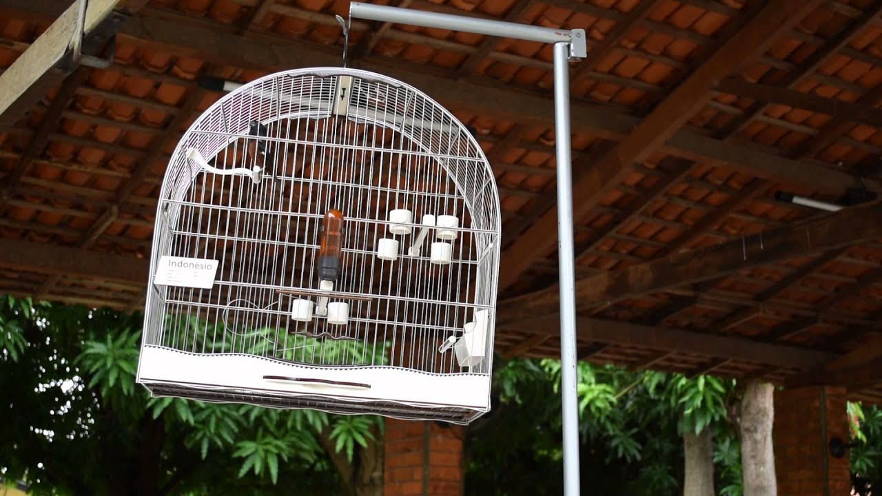 CURIÓ INDONÉSIO - 2º PRETO COM REPETIÇÃO - ASSOMA 2016