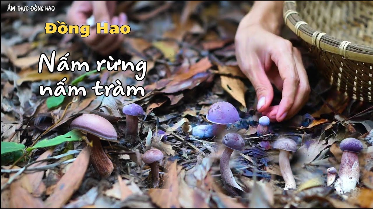 Vào Rừng Hái Nấm Tràm, Nấm Tím Tuyệt Đẹp |#40 | Đồng Hao