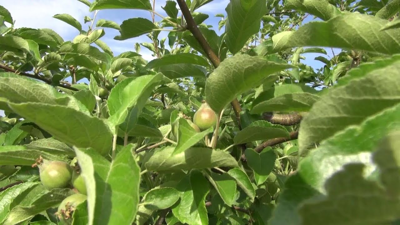 Thinning Tree Fruits