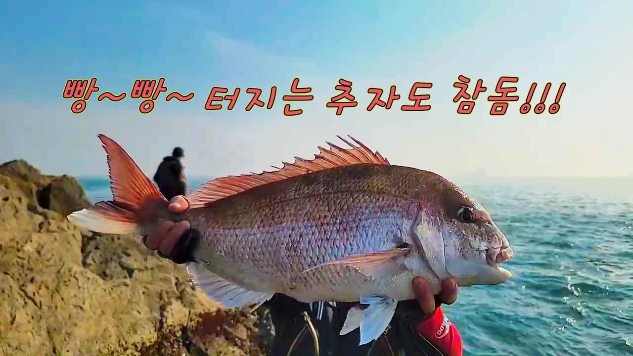 추자도 대물참돔 너무 큼니다!                                                                            쇠코 본류낚시!