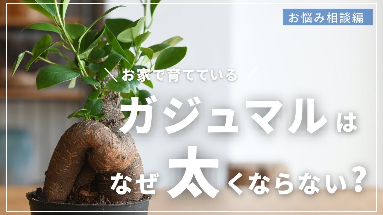 【植物屋店員が解説】どうしてガジュマルの幹が太らないのか解説します！