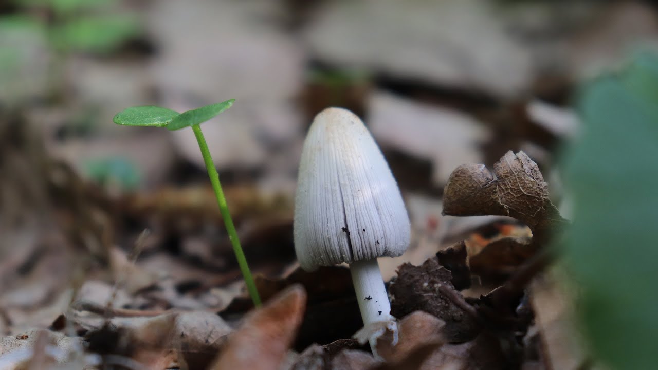 Zuhé előtti gyors ERDŐZÉS