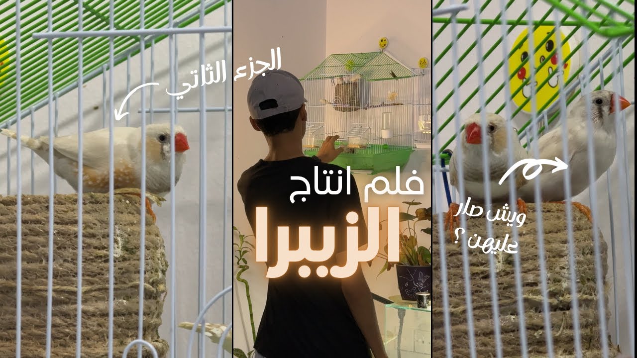 انتاج الزيبرا الجزء الثاني