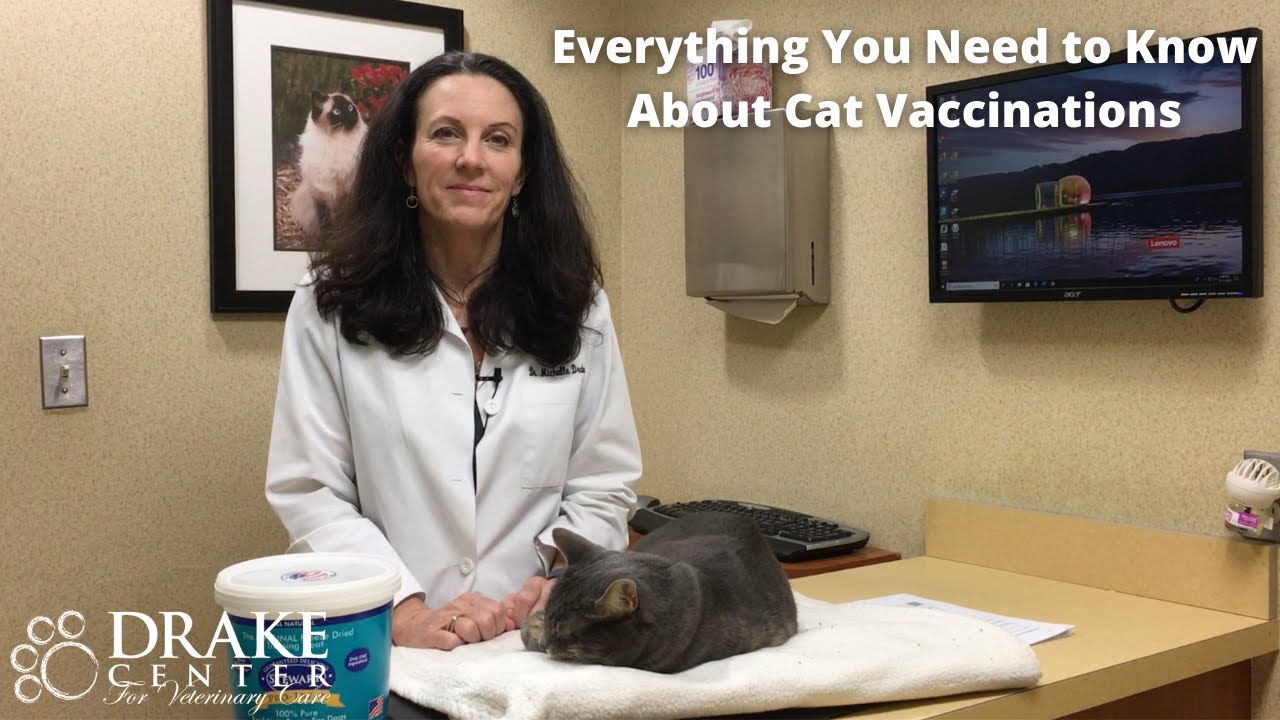 Everything You Need To Know About Cat Vaccinations