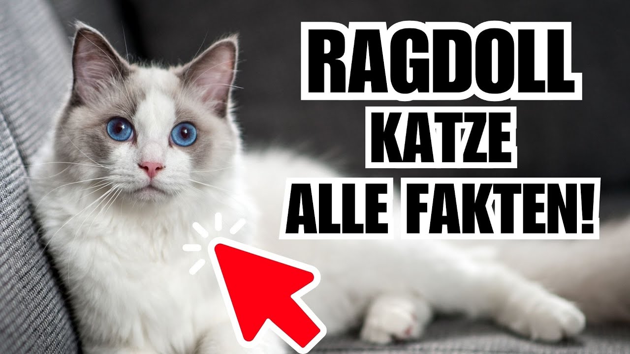 Ragdoll 🐈 Die wichtigsten Fakten - Katzenrasse Portrait