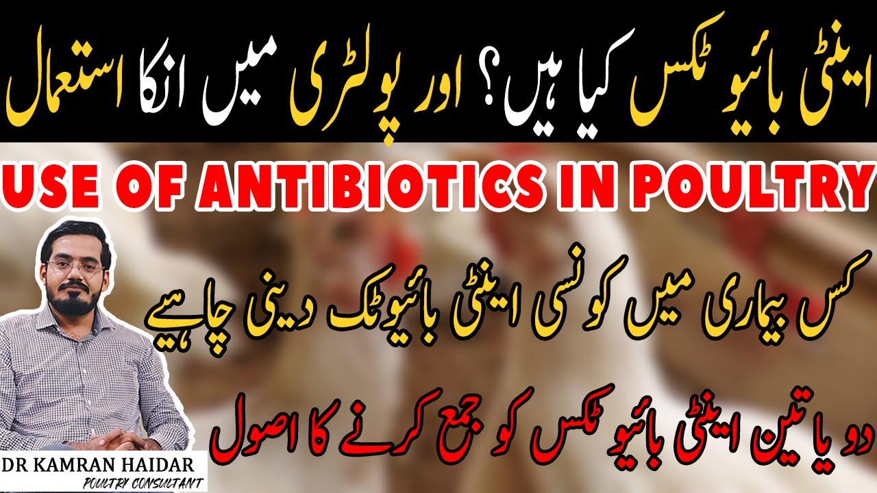 What are Antibiotics and Their Usage in Poultry Farming  | Indications, Dosage & Combinations