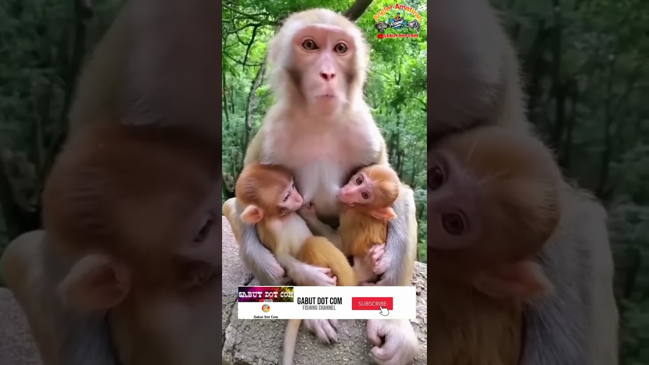 MONYET Lucu Gendong Anaknya