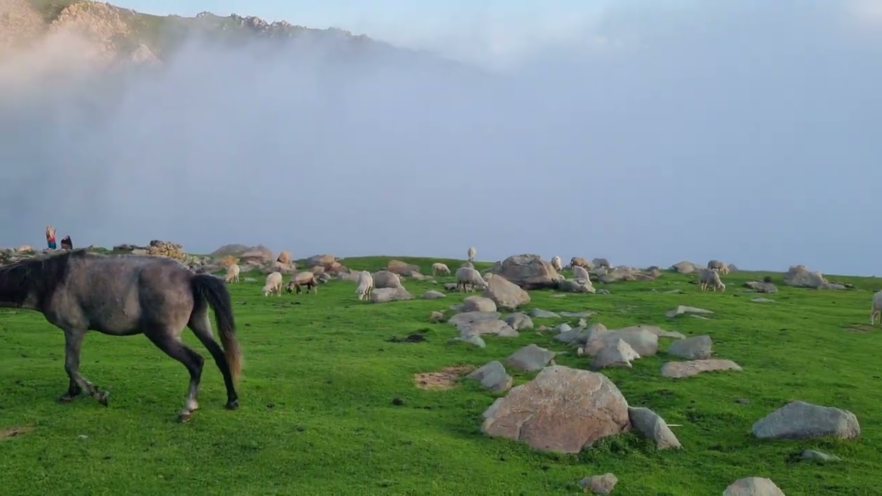 Horses of Pirpanjal in 4K video | Horse grazing in pirpanjal