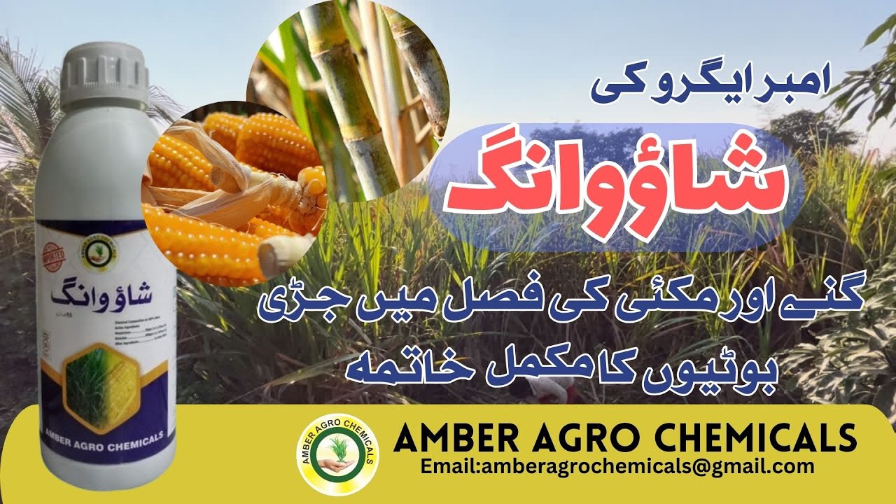 How to control weeds in Sugarcane and Maize | best herbicide product for weeds control