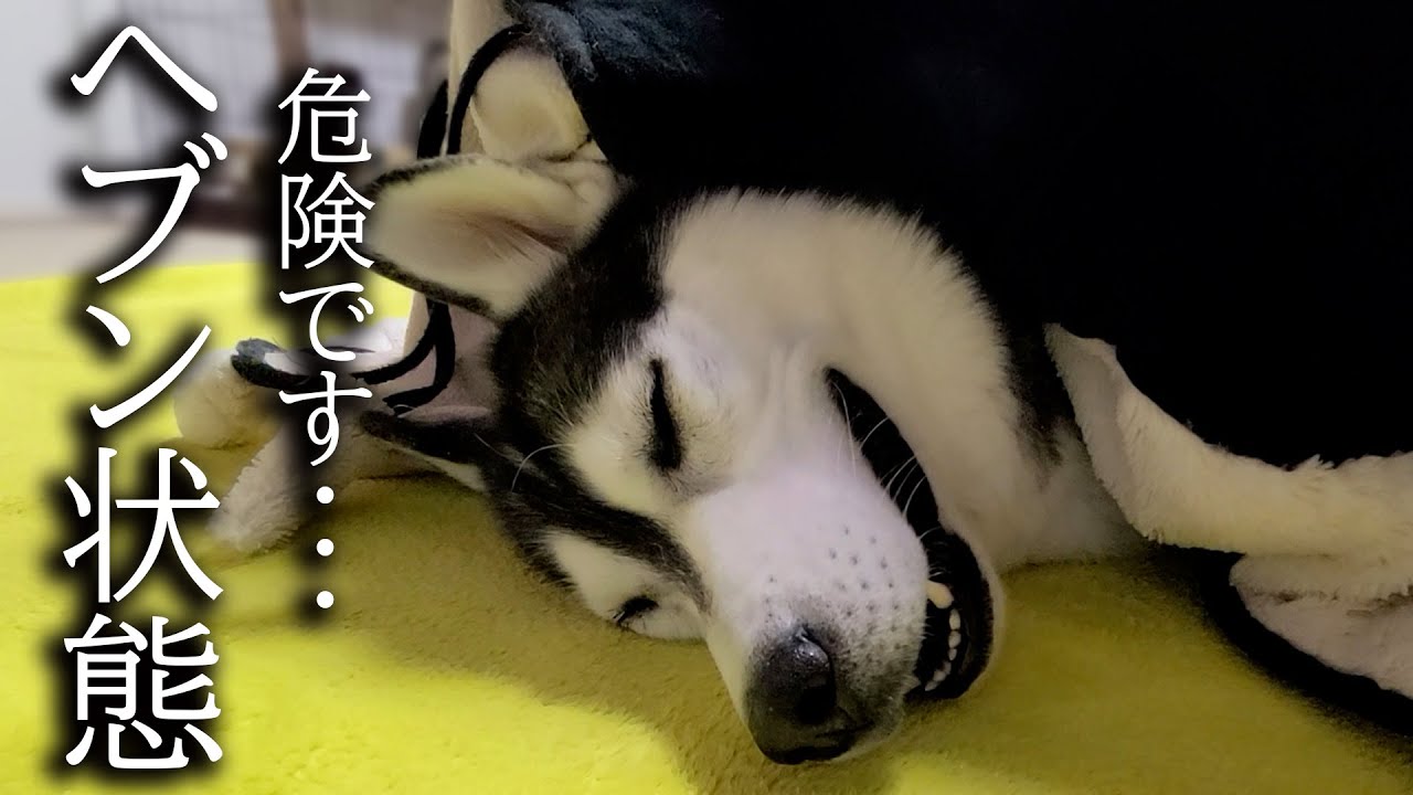 こたつを出したら寒がりな猫と犬が秒でこうなっちゃいました...