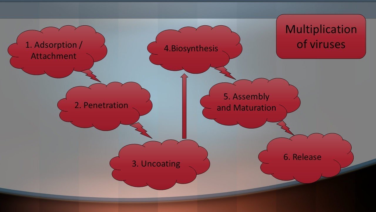 Multiplication of Viruses - Microbiology with Sumi
