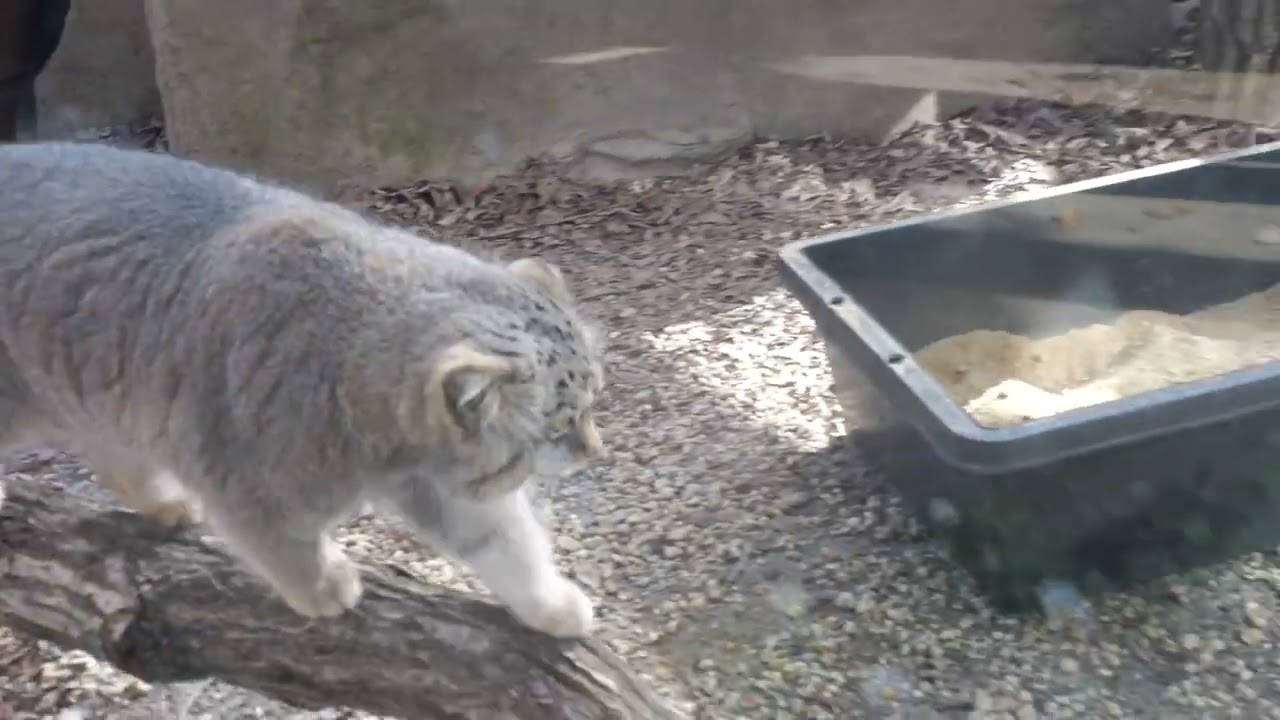 埼玉県こども動物自然公園のマヌルネコ 2023年11月24日 Vol.2