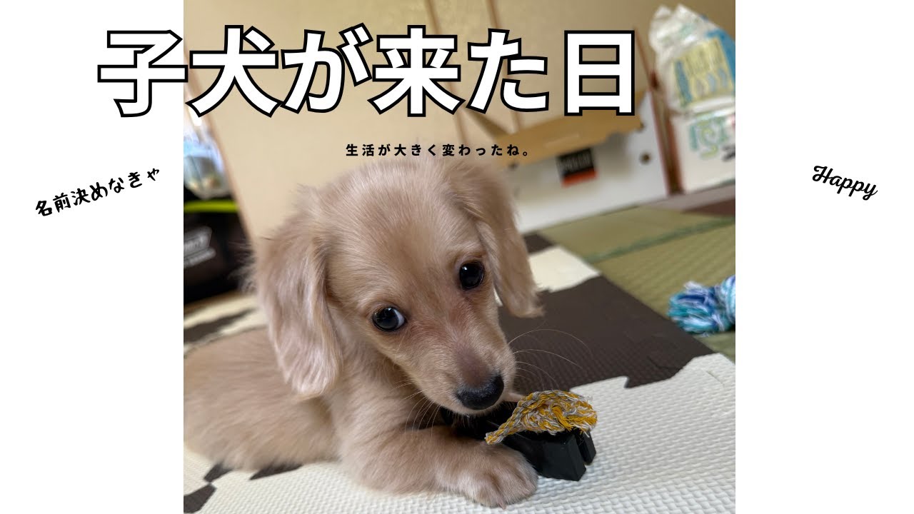 悩んだ末に決断✨小さなミニチュアダックス子犬を家族に