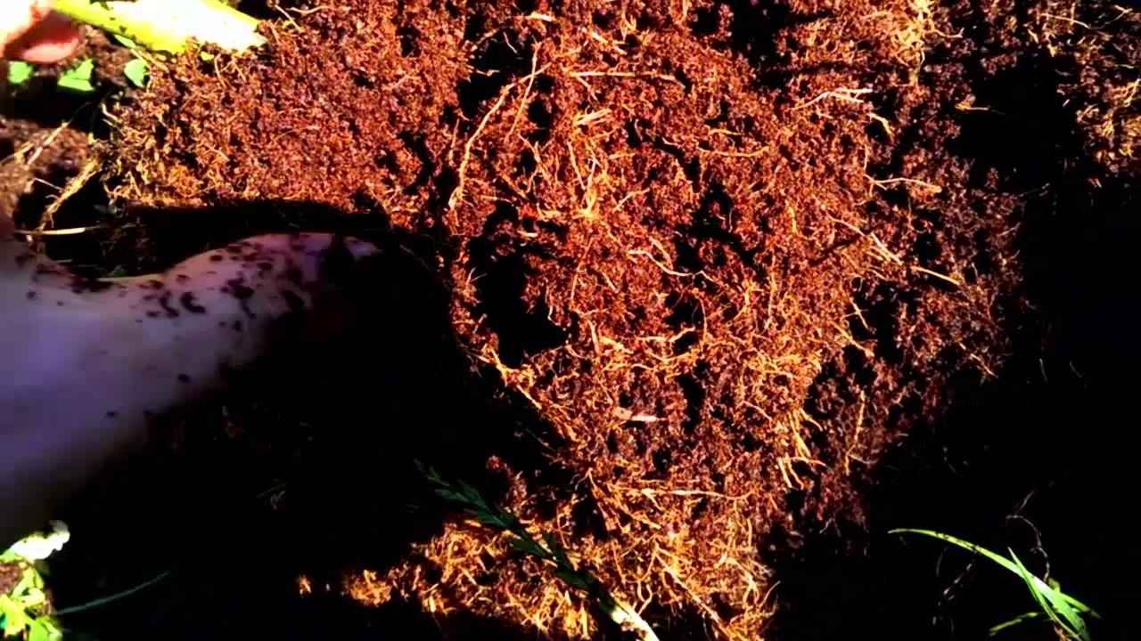 How to get huge roots and grow huge plants