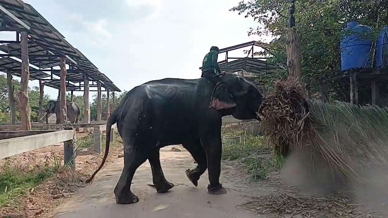 ศูนย์อนุรักษ์ช้าง ช้างทองคำ