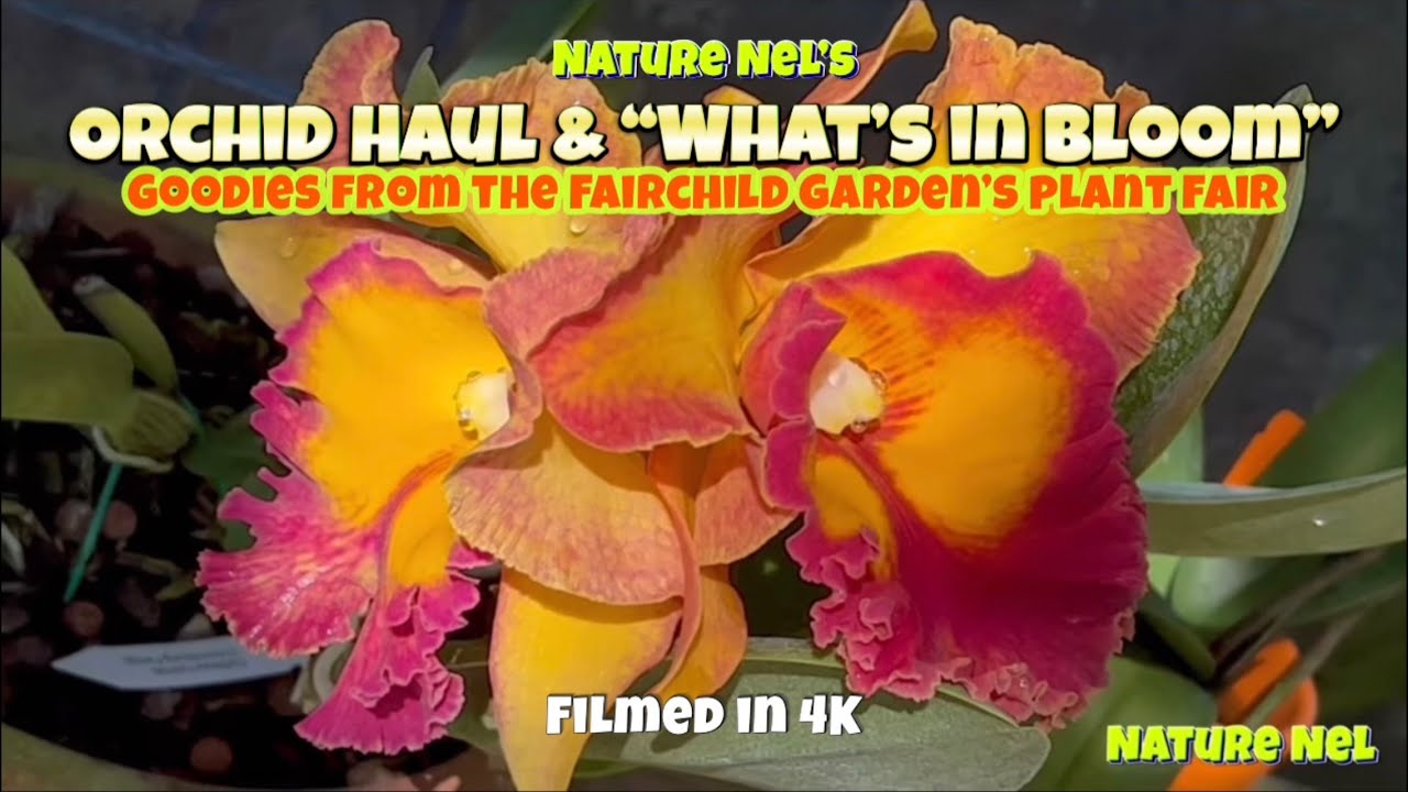 Fairchild Tropical Botanical Gardens Orchid Haul plus a bonus greenhouse tour of October blooms.