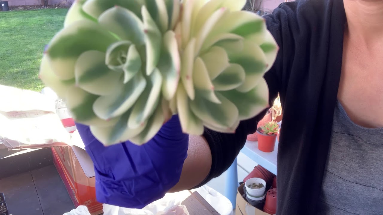 Rare Korean Succulents Unboxing!!!