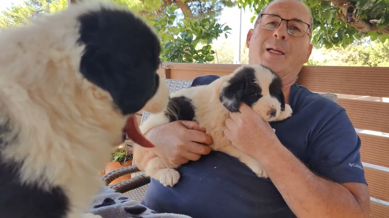 Ελληνικό ποιμενικό! Κουτάβια τι ισχύει! #puppy #pets #σκύλοσ 