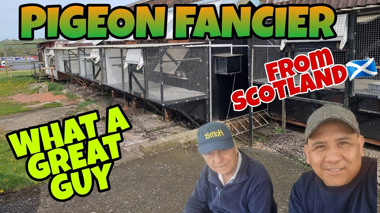 PIGEON FANCIER FROM SCOTLAND|BIG PIGEON LOFTS|PIGEON RACING UK