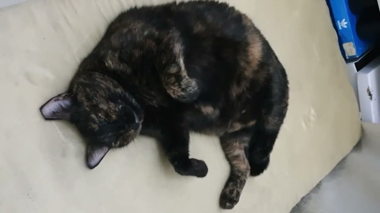 Tortoiseshell Cat Video #cats