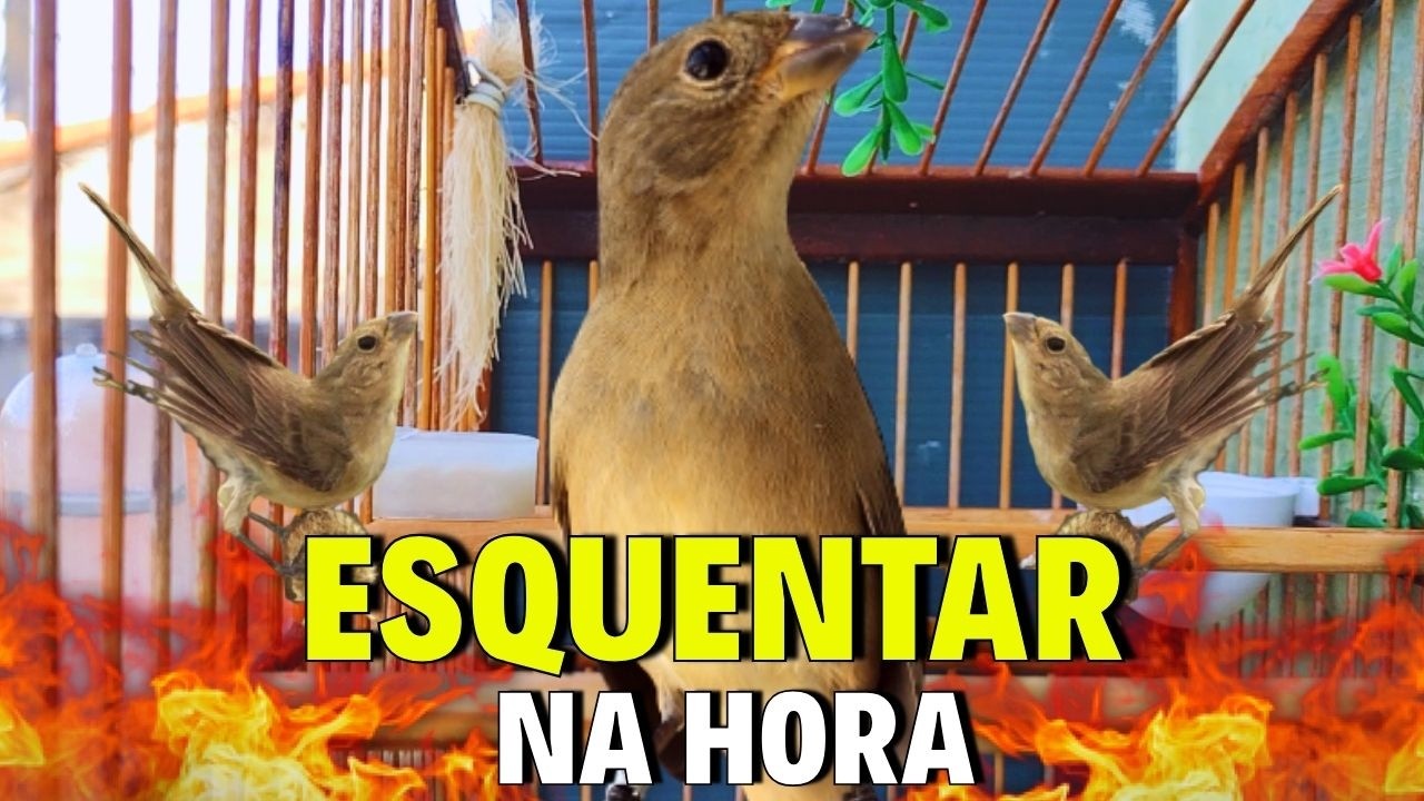 Melhor Piado de fêmea de papa capim para Foguear Papa capim tui tui com Piado de fêmea de papa-capim