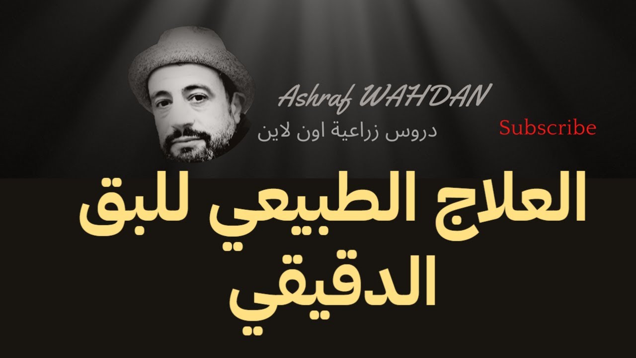 العلاج الطبيعي لحشرة البق الدقيقي