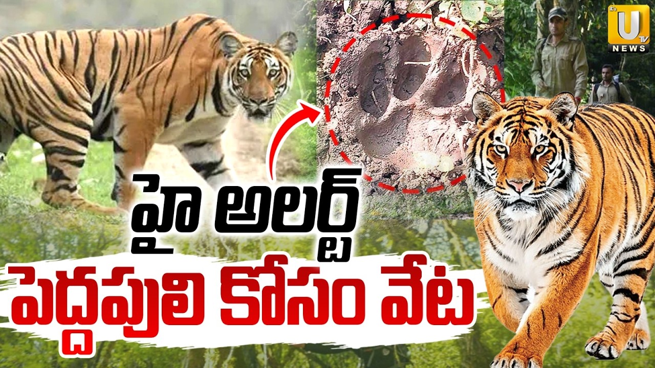 Tiger HulChul in Rajahmundry | పెద్దపులి కోసం వేట | Tiger Alert | Its UTV News