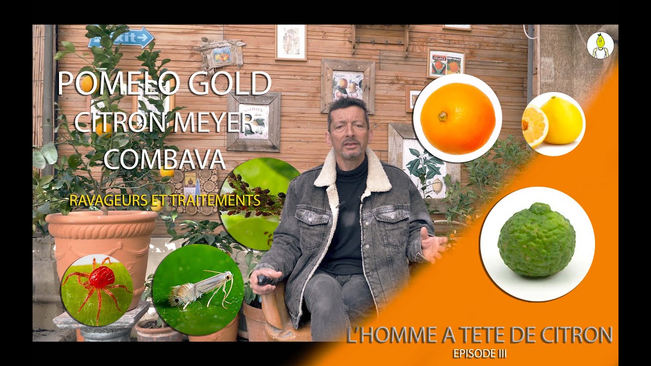 Agrumes - Ravageurs - Pomelo Gold, Citron Meyer, Combava