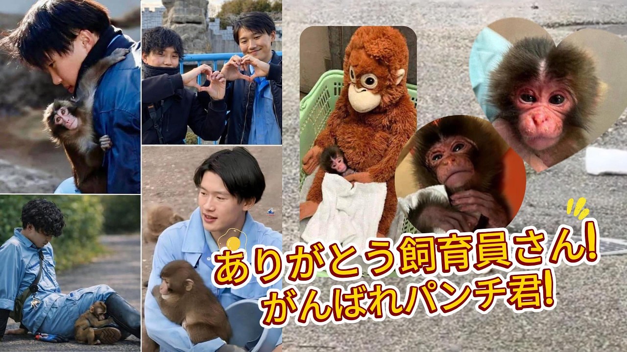 ありがとう飼育員さん! がんばれパンチ君! Thank you zookeepers! Good luck Punch!