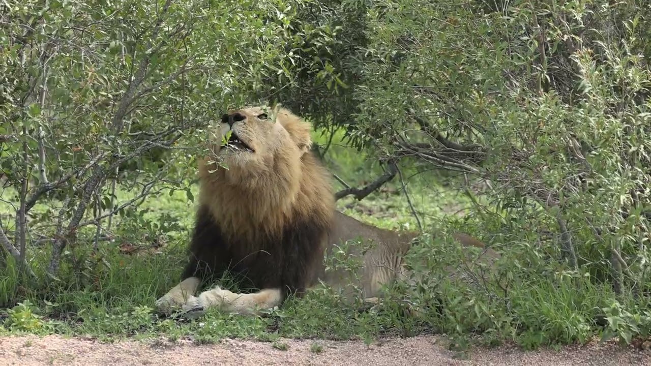 ROARS IN THE MORNING | Plains Camp Males Shake the Stillness