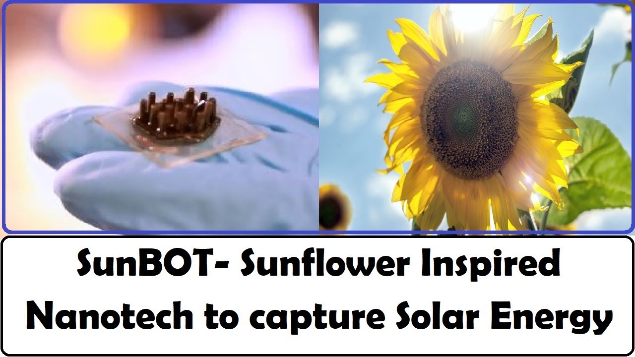 Sunbot- A sunflower inspired nanotechnology material to harvest solar energy