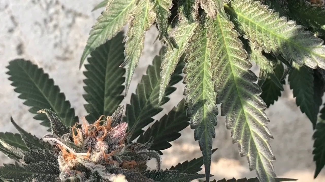 small grow