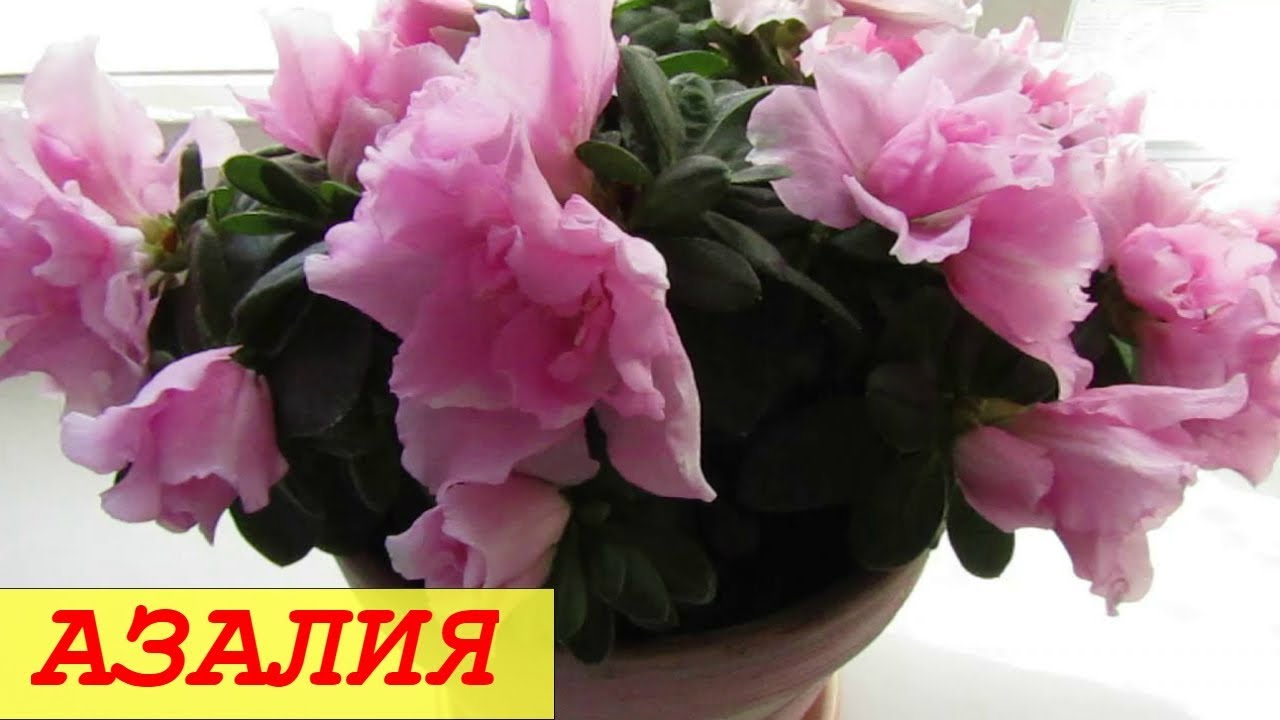 АЗАЛИЯ. Мой Уход.