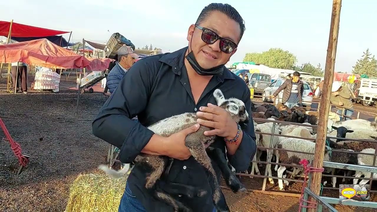 PLAZA GANADERA--MEGA CHALCO-ENCONTRAMOS UN POTRO Y MUCHOS ANIMALES MAS,UNA CARNE ASADA DE PRIMERA.