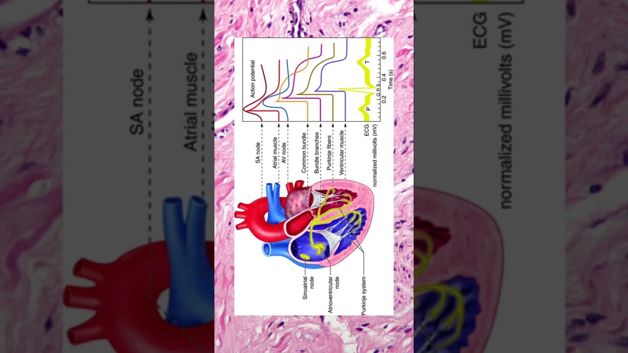 ❤️ Sino Atrial Node&hellip;