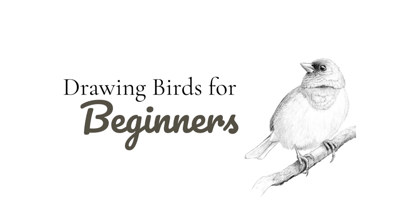 Drawing Birds for Beginners