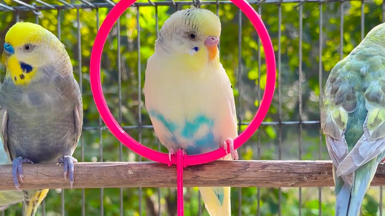 Unbelievable Parakeet Sounds: 8 Hours of Melodic Bird Singing