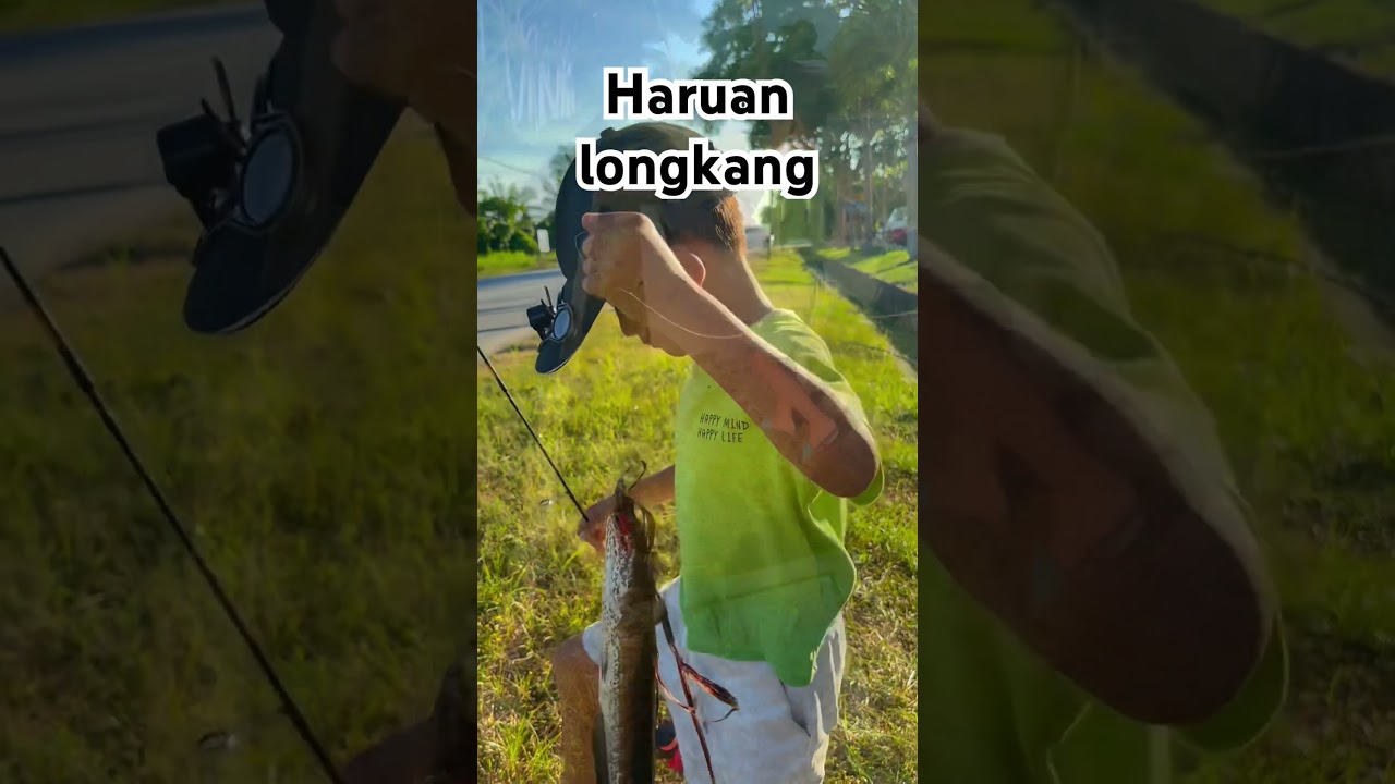 Casting Haruan Longkang Tepi Jalan #haruan #gabus #fishing #fishingbrah