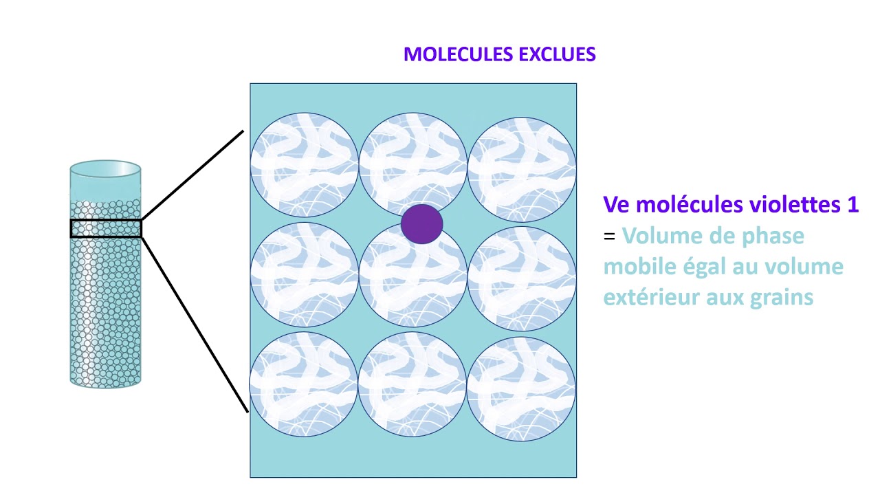 La chromatographie par gel filtration