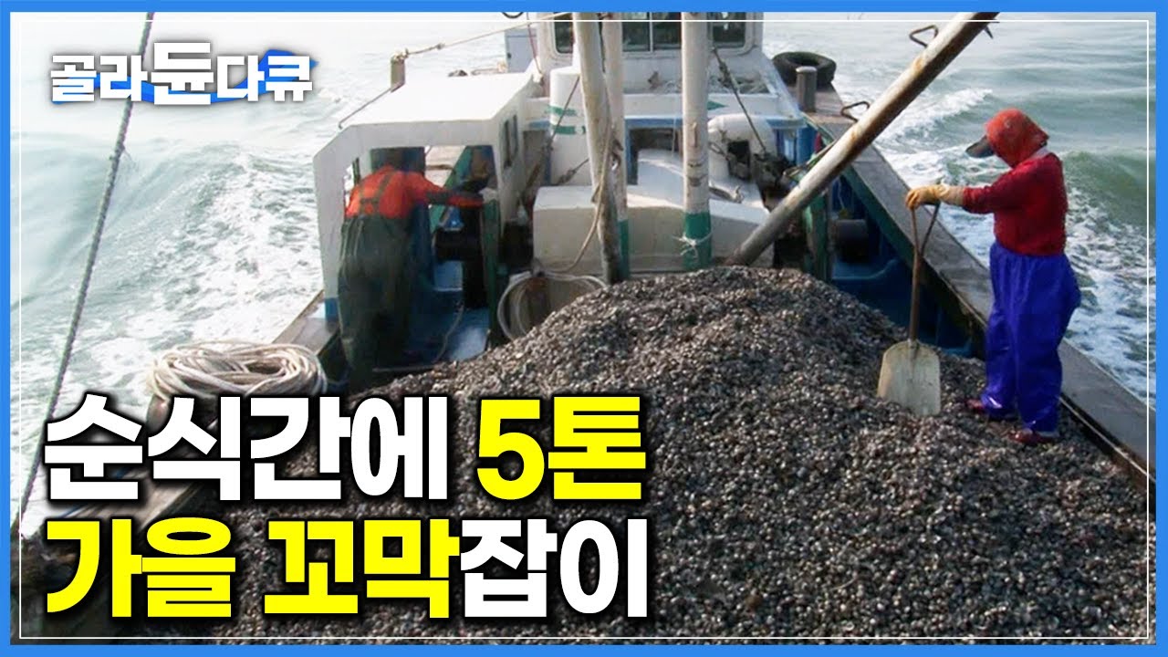 바다 밑바닥 긁어 그물 가득 싹쓸이! 순식간에 갑판 채운 가을 꼬막잡이｜벌교 새꼬막｜극한직업｜#골라듄다큐