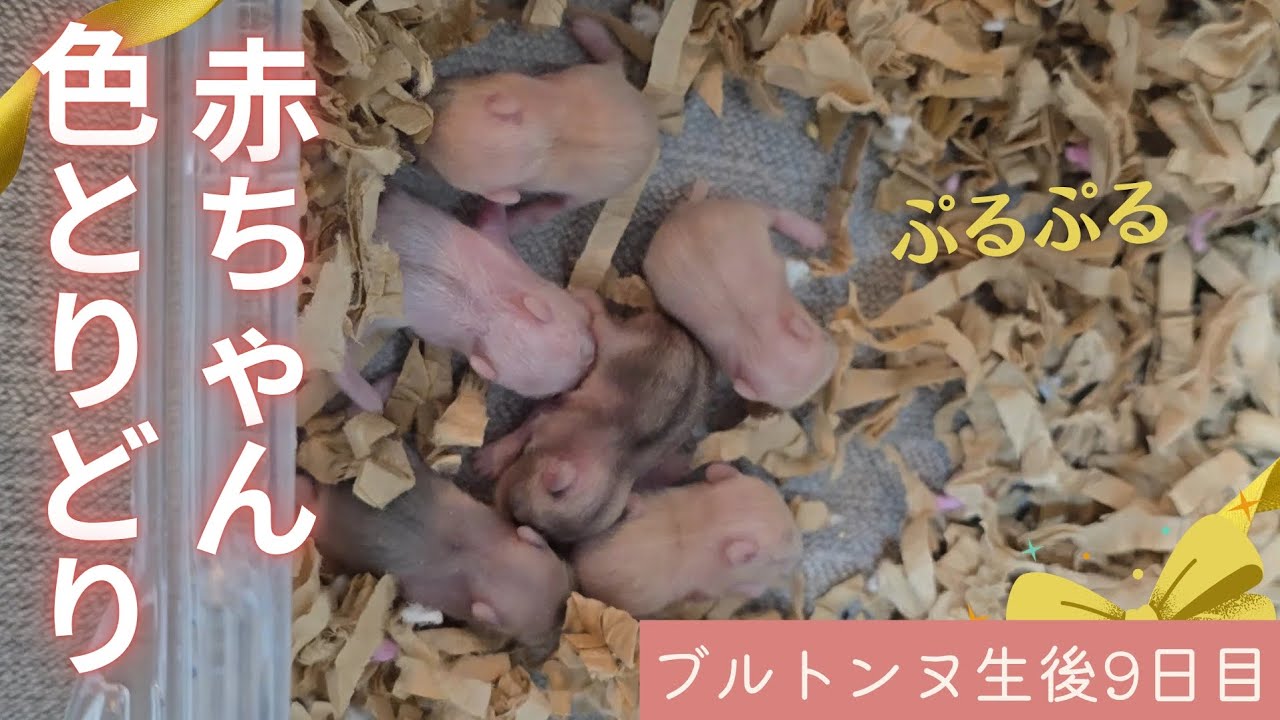 【ブルトンヌママ】赤ちゃんたちがぷるぷる動き回る幸せな光景（生後9日目）～ジャンガリアンハムスター