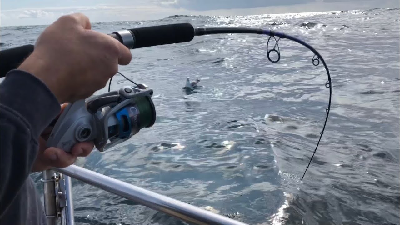Porbeagle Fishing Cornwall - catching a porbeagle on a fixed spool